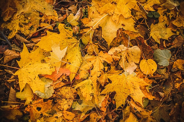 Orange autumn leaves background Outdoor Colorful backround of fallen autumn leaves Copy space