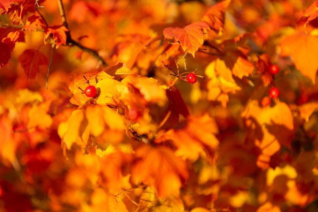 Orange autumn leaves on branch selective focus of orange autumn leaves autumn season