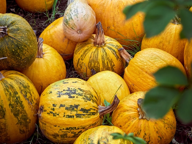 Orange autumn pumpkins on the farm.