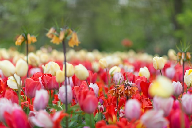 Orange awardwinner fritillaria imperialis 'The Premier' Crown Imperial in a field of red yellow and lavander tulips selective focus