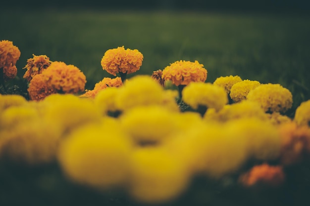 orange background flower