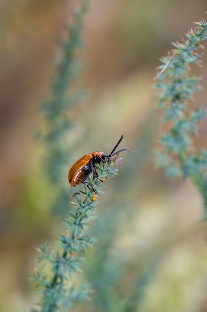 Orange beetle