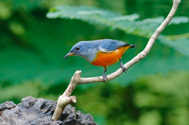 Orange-bellied Flowerpecker Beautiful Male Birds of Thailand