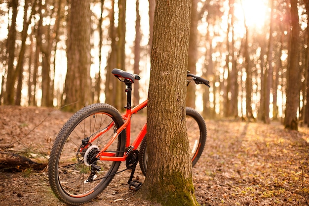 An orange Bicycle with 29-inch wheels stands near a tree in the forest in the sunlight.