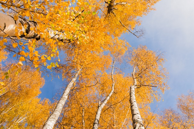 Orange birch trees on blue sky background. Autumn landscape. Autumn forest