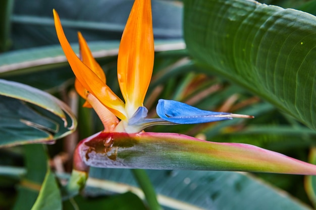 Orange Bird of Paradise plant in rainforest detail