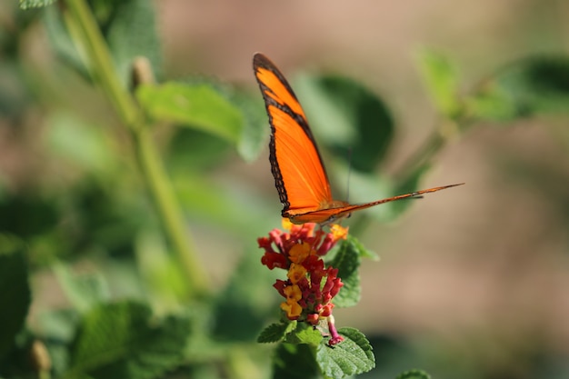 Orange and black butterfly on a plant.