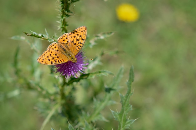 Orange and black butterfly on a purple spiky flower in nature