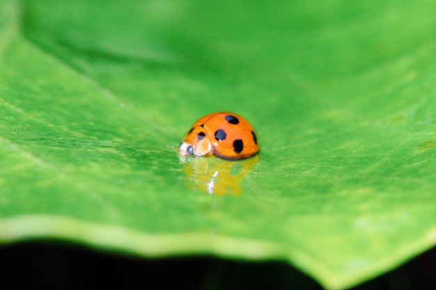 Orange and black lady bug on green leaf.