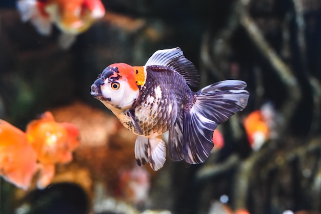 Photo orange black oranda goldfish in aquarium