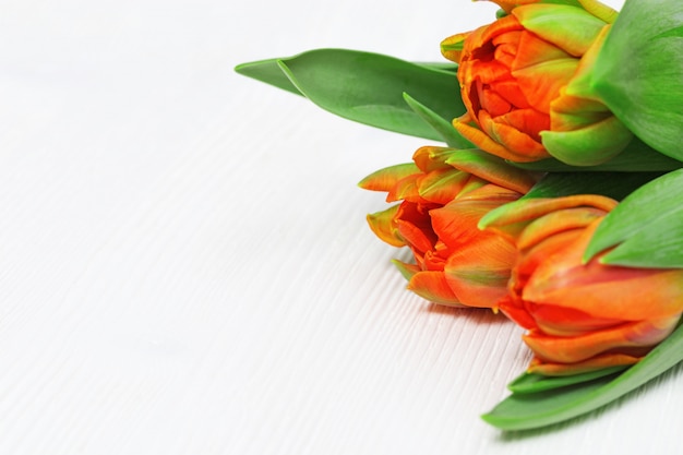 Orange blooming fresh tulips close-up on white wood