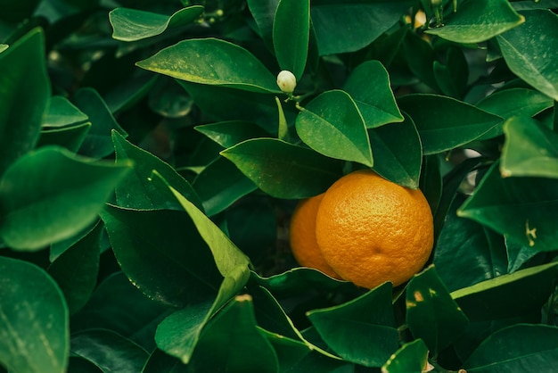 Orange blossom neroli buds with orange fruits and green leaves in the background Ripe fruits hang on a branch idea for background or postcard