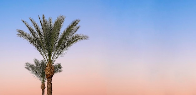 Orange blue sunset sky Tropical coconut green palm tree branches