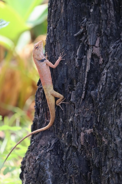 An orange and brown chameleon is climbing on the tree with green leave Animal and nature concept