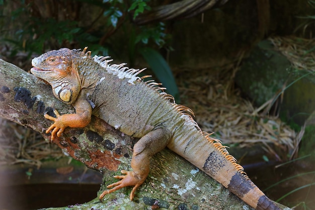 Orange Brown Colored Green Iguana Found at Iguazu Falls National Park  Brazil