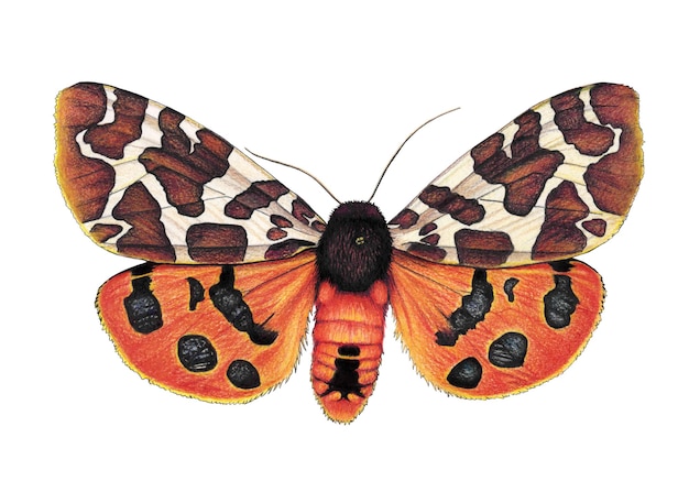 Orange butterfly The drawing is done in watercolor and colored pencils on paper