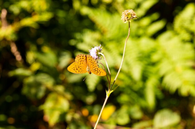 Orange butterfly on a lilac flower selective focus summer background