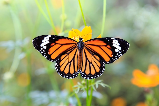 Orange butterfly on orange cosmos flowers