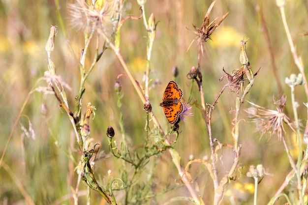 Orange butterfly sitting on an insole of a meadow grass