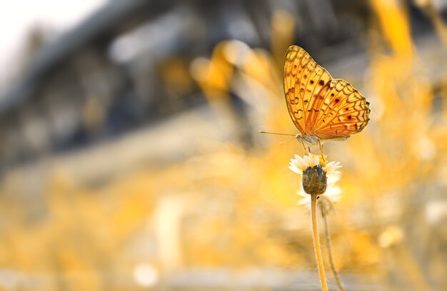 orange butterfly  