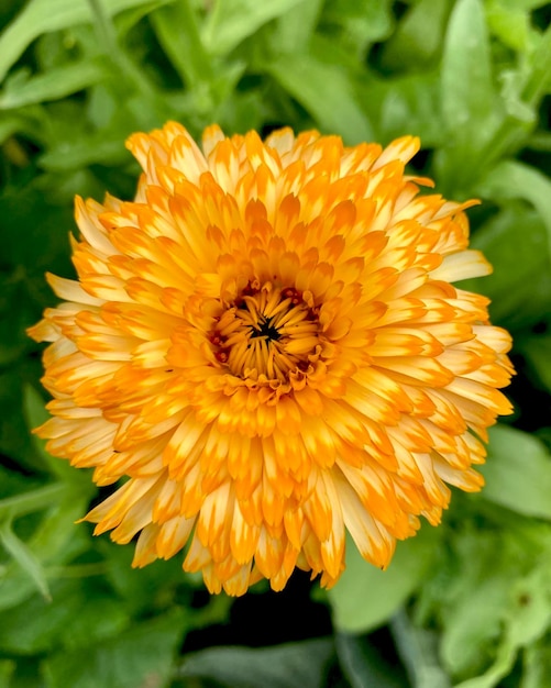 Orange calendula flowers. Blooming marigold flowers. Fresh organic calendula marigold flowers