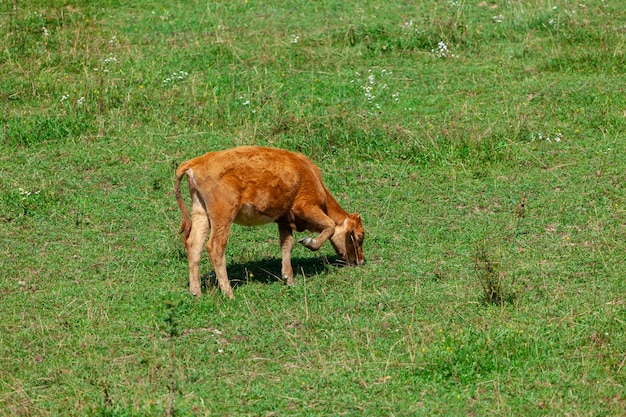 Orange calf grazing fresh green grass on pasture. Animal.