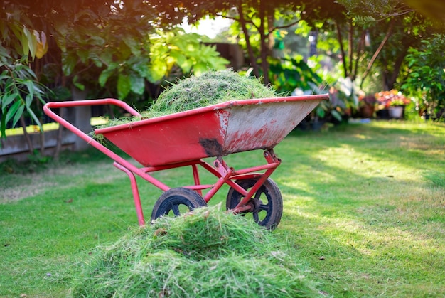 Orange cart is packing cut green grass in the front yard for disposal mowing home care green lawncut the grass