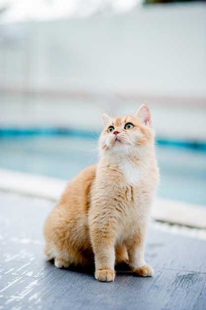 An orange cat is sitting by the pool at my house Real cat lover concept