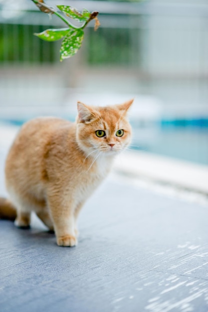 An orange cat is walking by the pool at my house Real cat lover concept