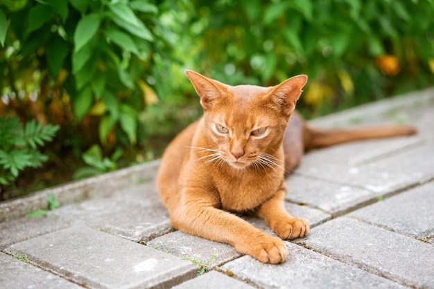 Orange cat outdoors ginger kitten view natural green background Domestic