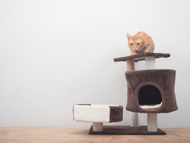 Orange cat sitting on head of cat condo looking at camera in the house at white wall background