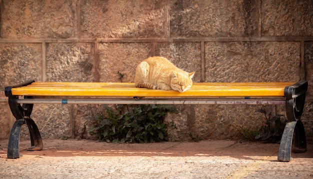 Orange Cat sleeping on outdoor yellow wooden chair 