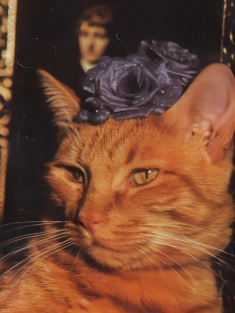 Photo orange cat with purple roses