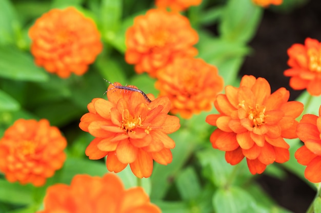 orange Chrysanthemum Flower is blooming in the park In the morning