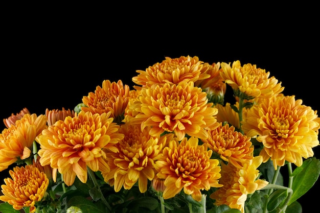 Orange chrysanthemum flowers Chrysanthemums closeup