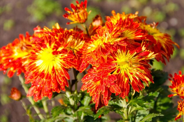 Orange chrysanthemum in a garden