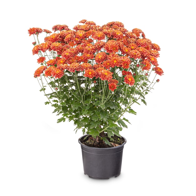 Orange chrysanthemum in a pot