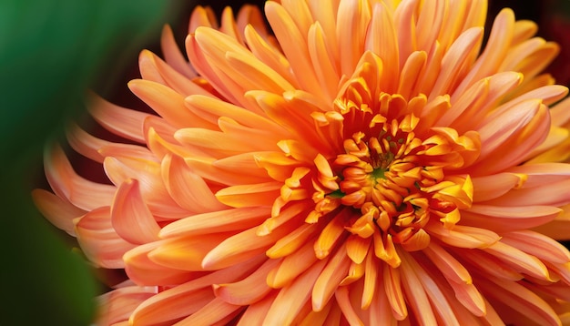 Orange chrysanthemum was closeup Autumn flower background