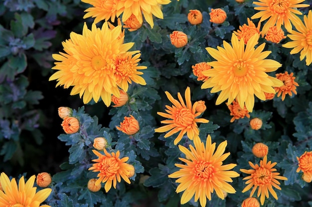 Orange chrysanthemums in the garden orange flowers background image, closeup