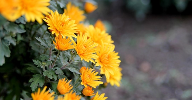 Orange chrysanthemums in the garden