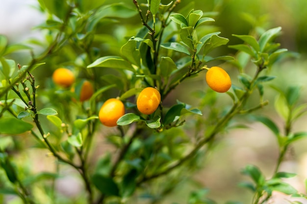 Orange citrus fruits on a Kumquat tree