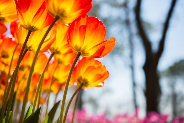 Orange color tulip flowers in the garden