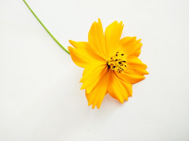 Orange cosmos flower isolated on white bacrground