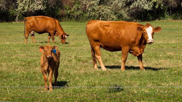 Orange cow grazing in green pasture.