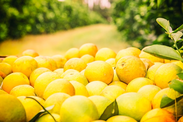 Orange crop harvest in brazil on winter in a cloudy day