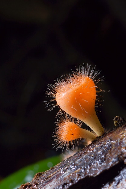 Orange Cup Fungi in the tropical rain forest