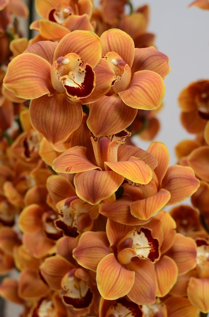 Orange cymbidium flower for background