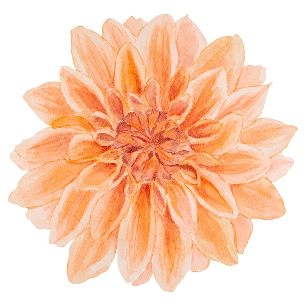 Orange dahlia watercolor illustration hand drawn botanical painting floral sketch colorful flower cl