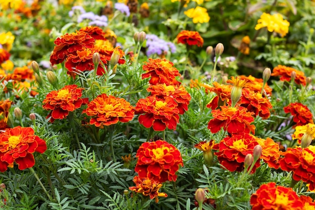 Orange daisy flowers among green leaves closeup