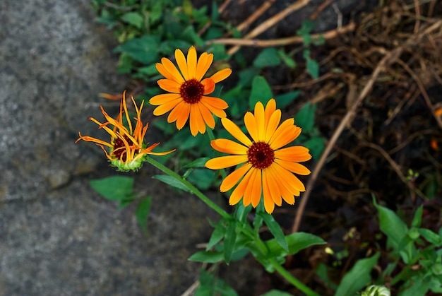 Orange Daisy on green background